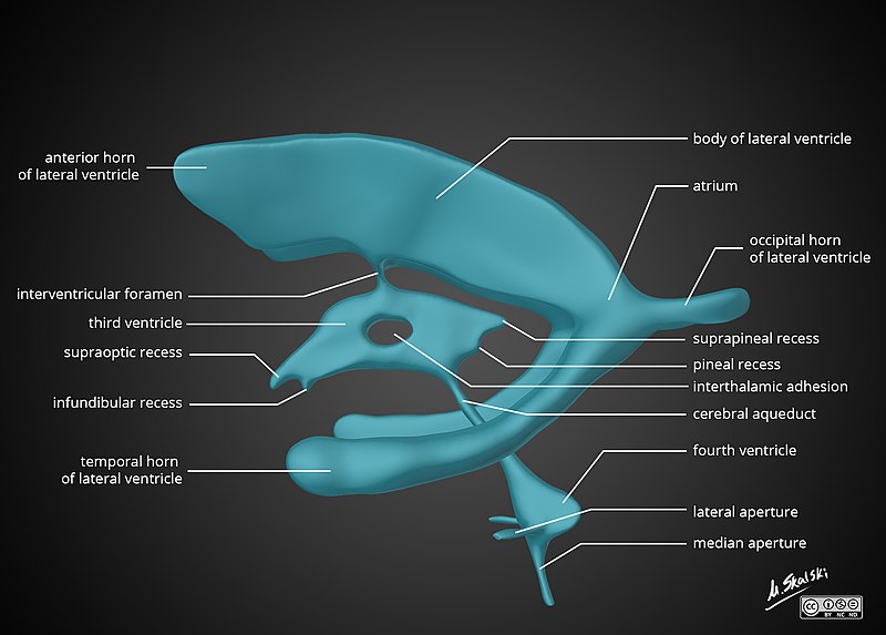 ventricular system of the brain