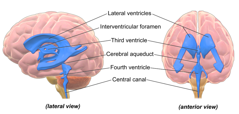 ventricular system in the brain