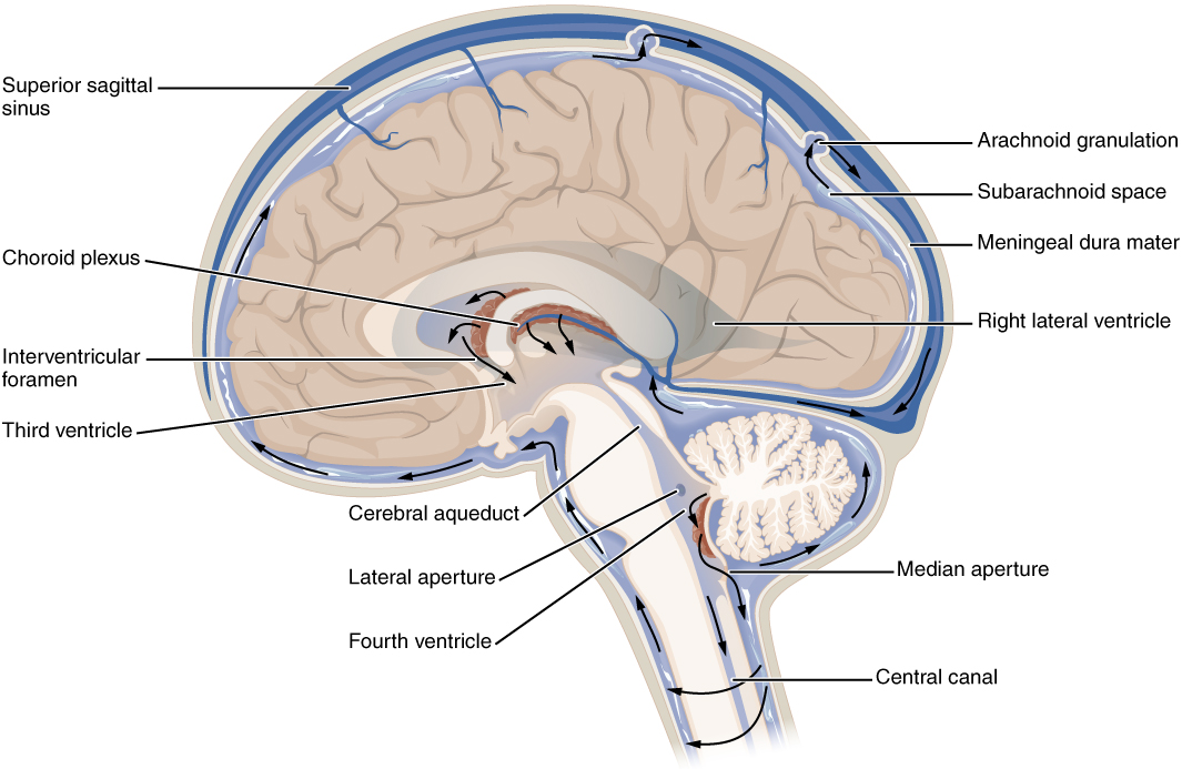 CSF Cerebral Spinal Fluid Circulation